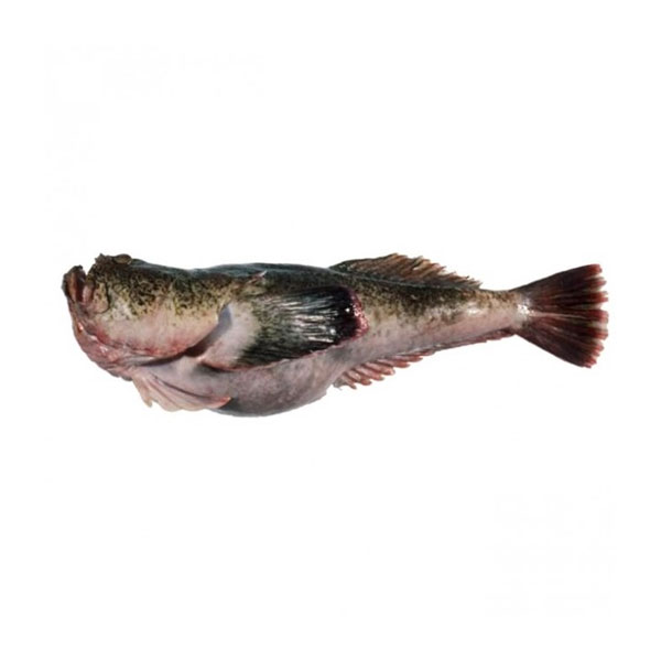 Monkfish (Lophius Gastrophysus) – Global Brazil Export